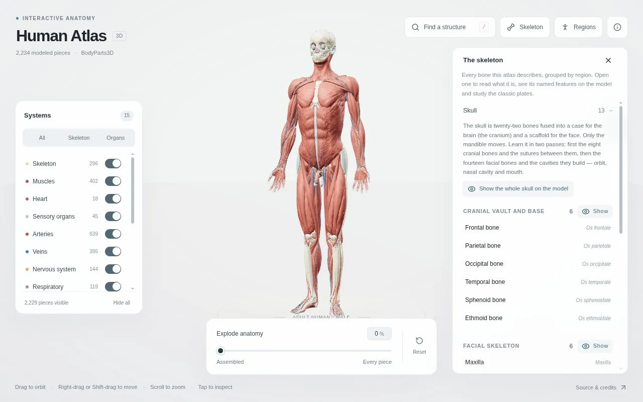 Human Atlas — Interactive 3D Anatomy — Inside the project 1