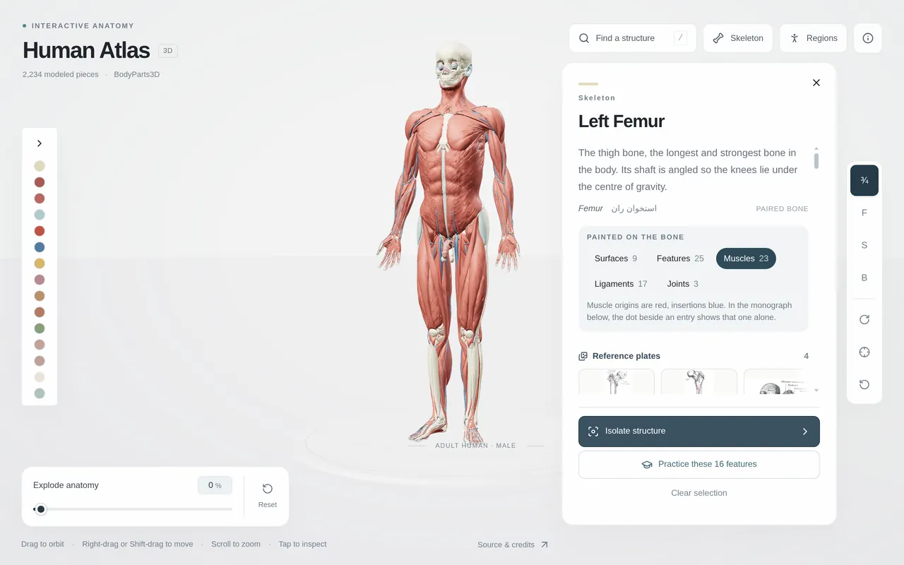 Human Atlas — Interactive 3D Anatomy — Inside the project 4