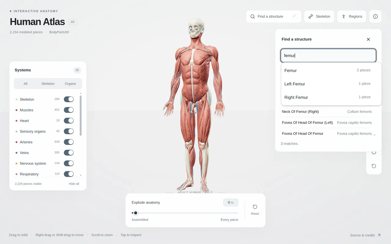 Human Atlas — Interactive 3D Anatomy — Inside the project 5
